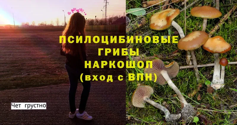 Галлюциногенные грибы MAGIC MUSHROOMS  Богданович 